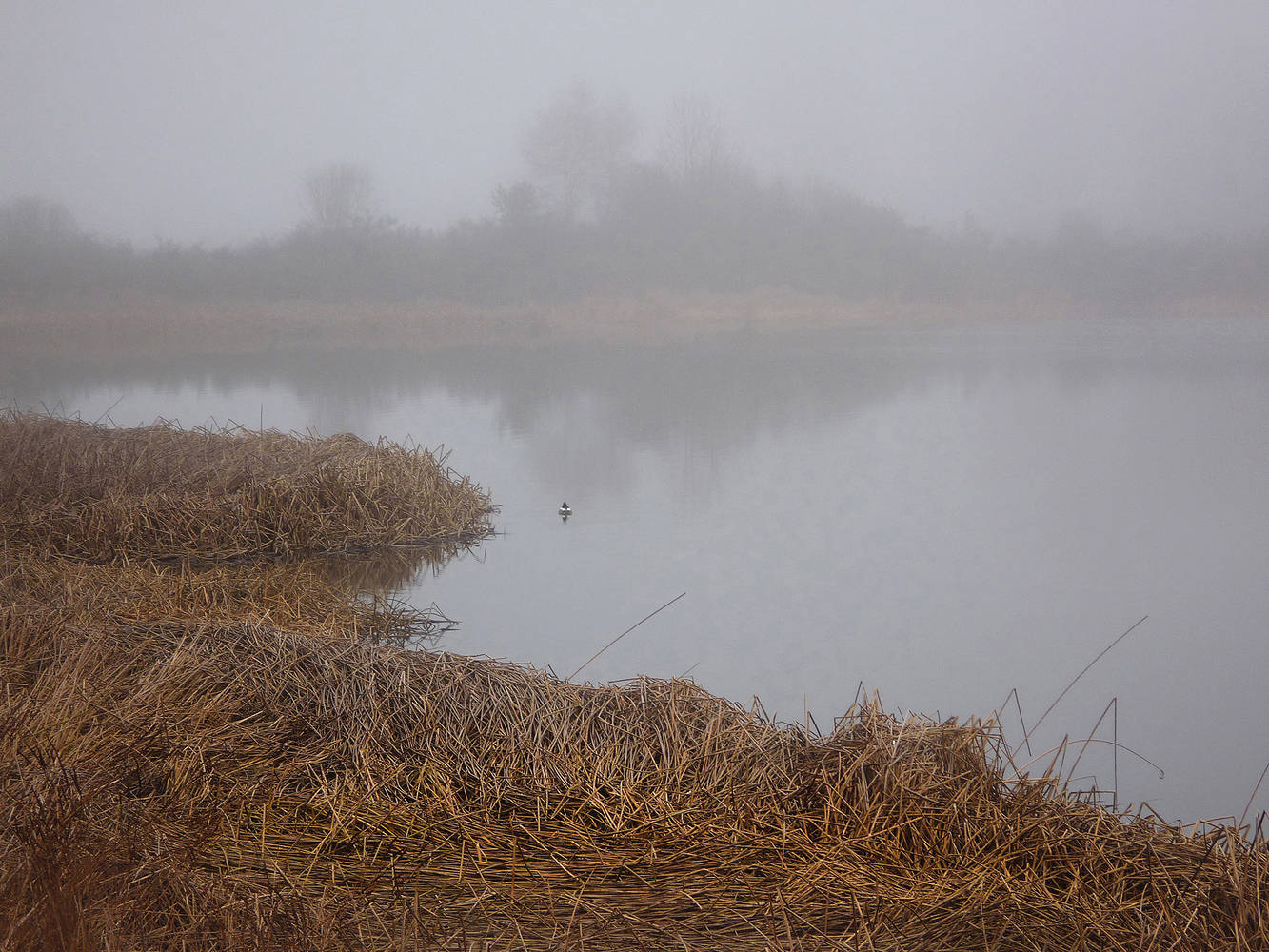 Iona Fog 1 by Jim Friesen