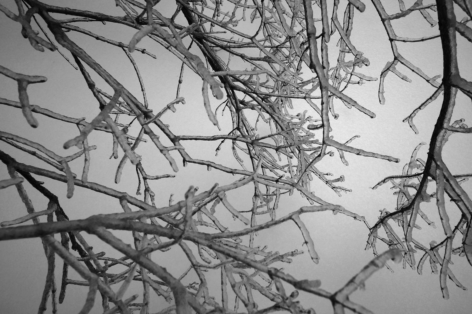 ice storm_06 by Maya Douglas