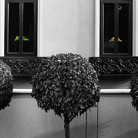 Trees &amp;amp; Fruit 1 by Jim Friesen