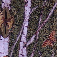 Butterflies Emerging by Alison Lang