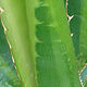 Oak Park Conservatory by Robert Easton